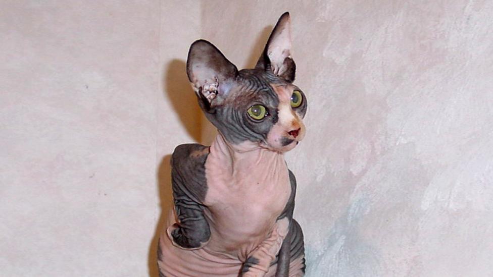 A Sphynx cat