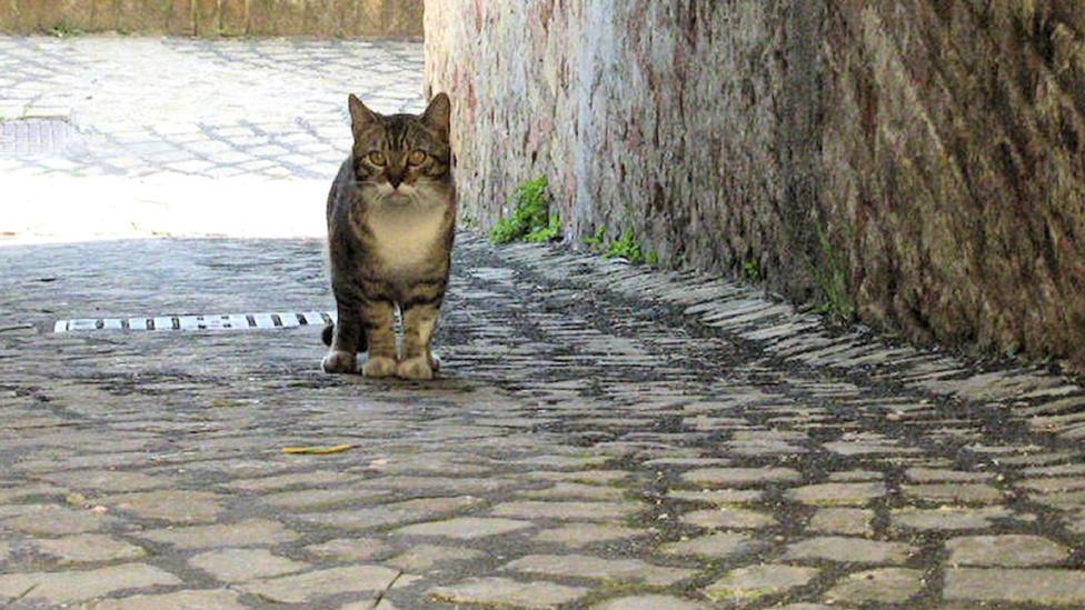 A stray cat in an alley
