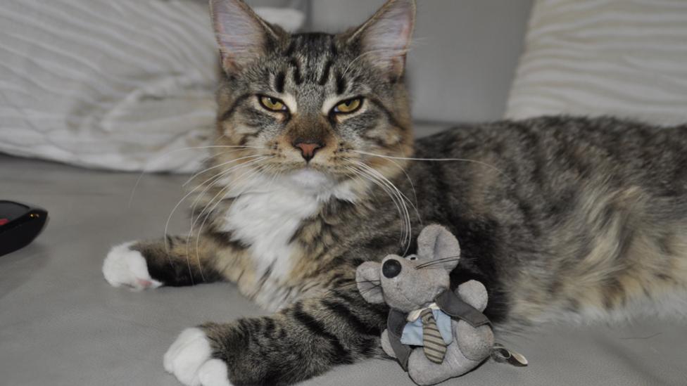 A cat with a toy, looking grumpy