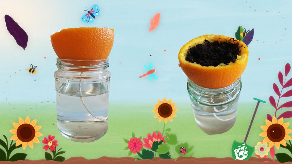 Image of an image of the orange with a string through it sat on top of a jar of water, and a final image of the orange filled with soil.