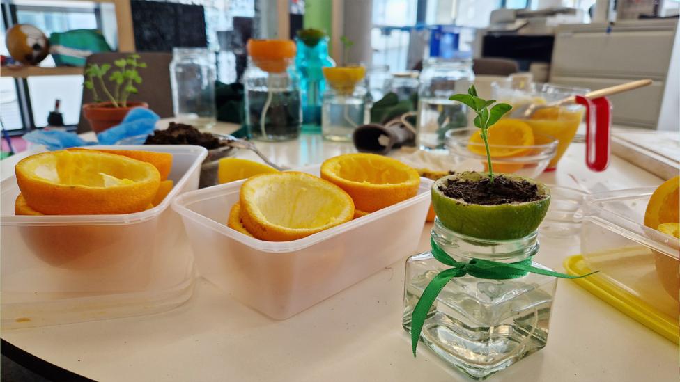 Image of a small sprout growing from a plant pot made out of a hollowed out lime.