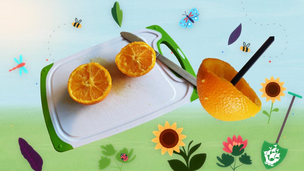 Image of an orange cut in half with a hole pierced with a pencil.