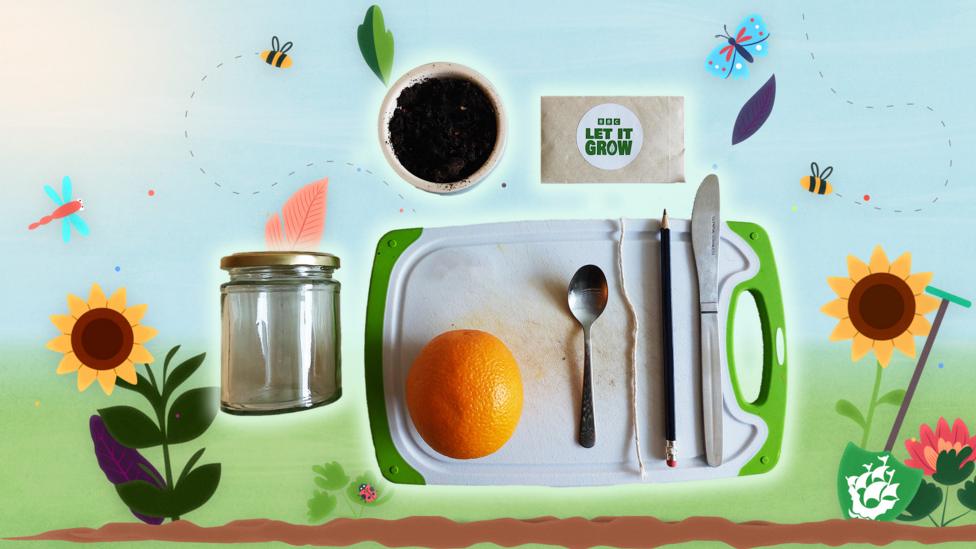 Image of multiple objects including an orange, a cutlery knife, a chopping board, a pouch of seeds, soil and jam jars.