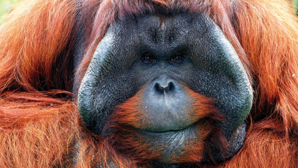 A close-up of a Orangutan