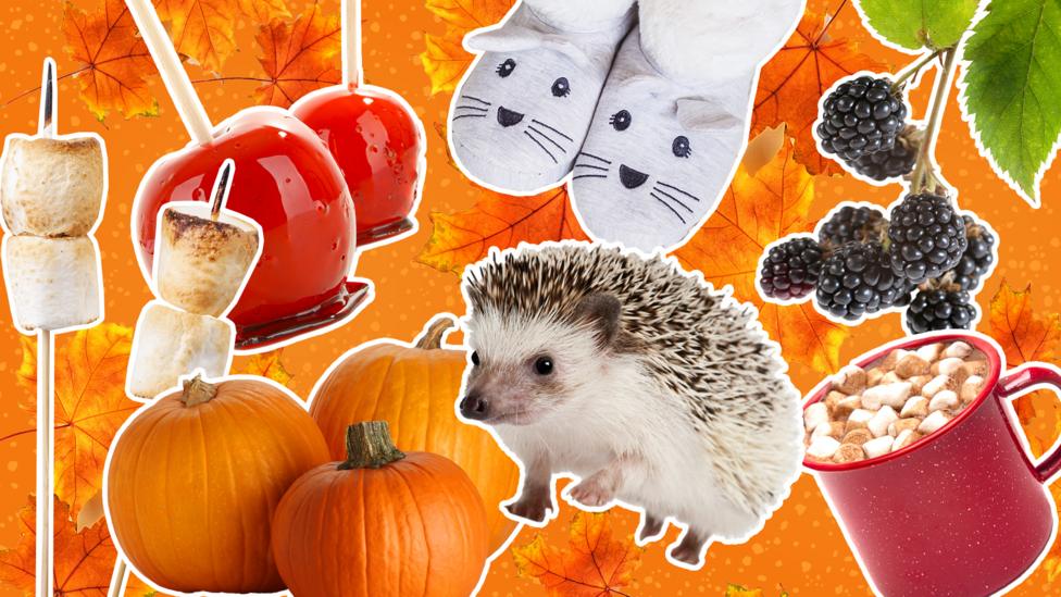 Blue Peter ultimate autumn poll