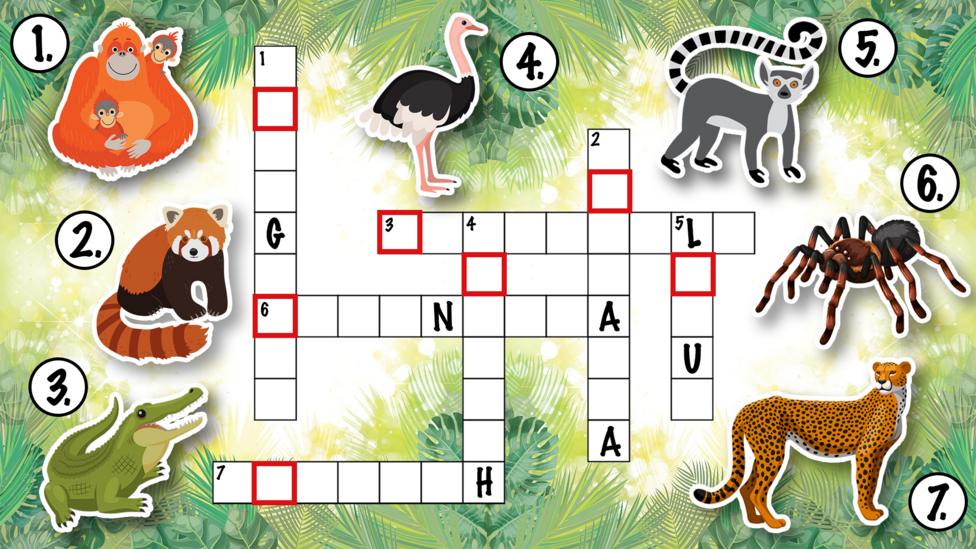 Fan Club Live 25.11.21 animal crossword