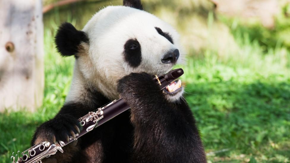 A panda playing a Clarinet.
