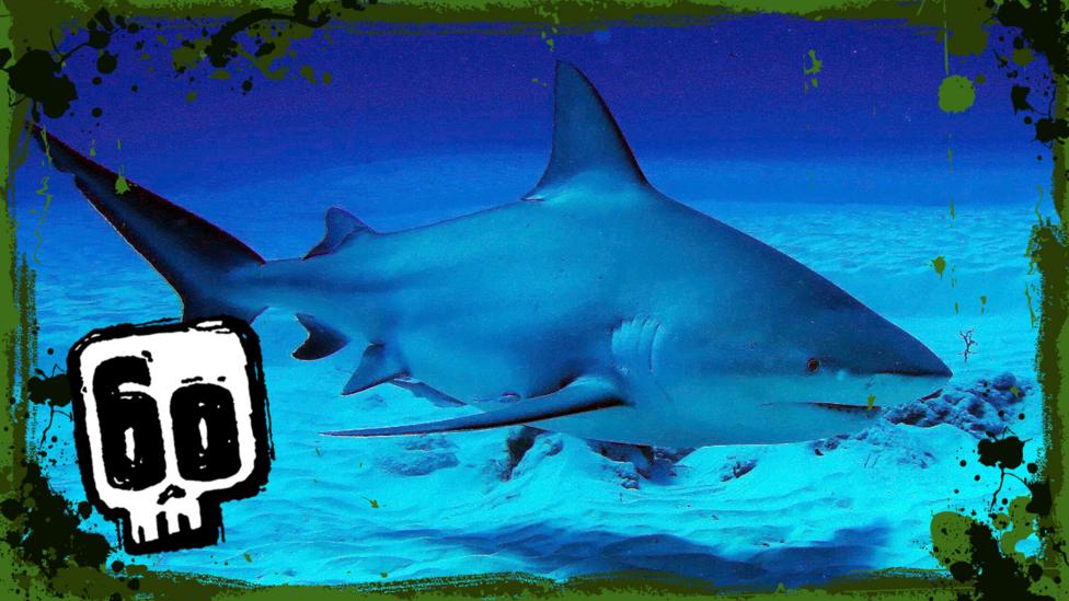 Image of a bull shark from Deadly 60