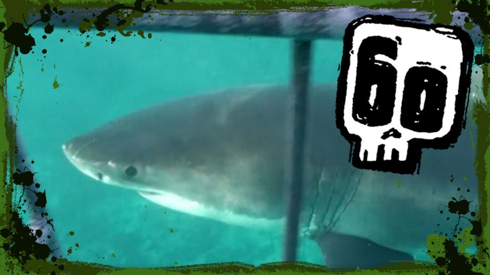 Image of great white shark from Deadly 60
