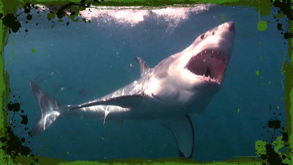 Image of great white shark from Deadly 60