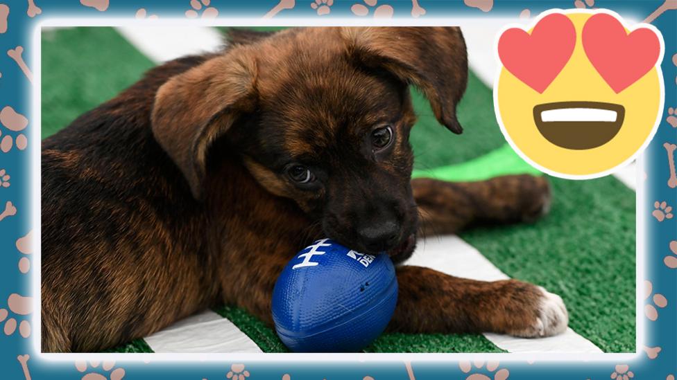 dog chewing american football toy.