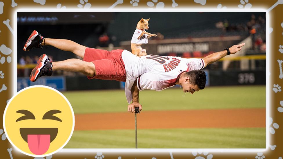 a dog balancing on a man performing before a baseball match.