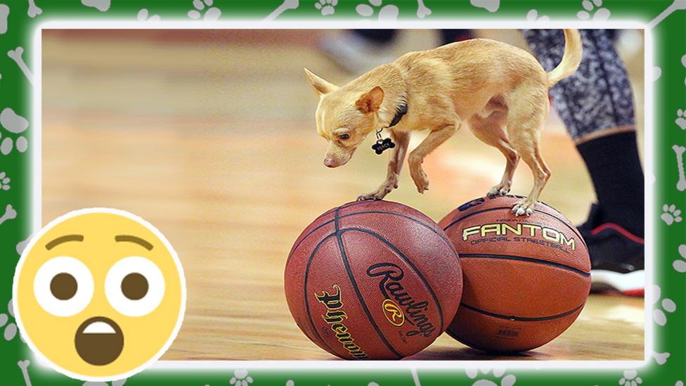 dog balancing on two basketballs.