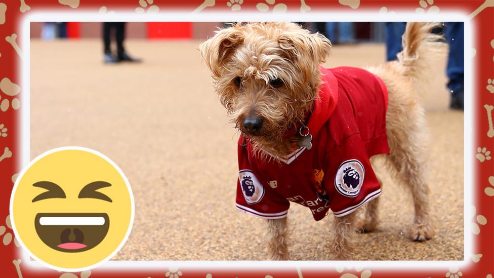 dog in liverpool shirt.