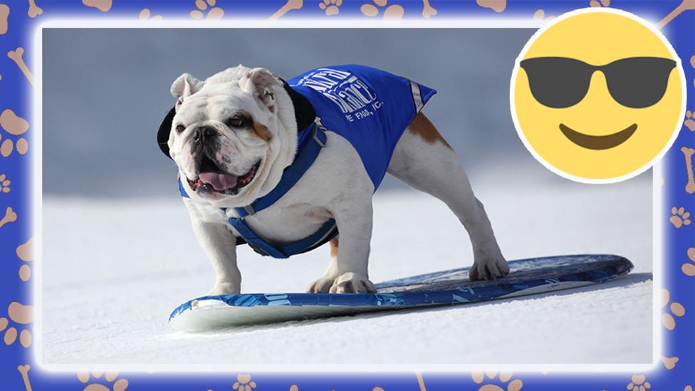 dog snowboarding.