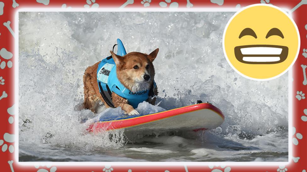 dog surfing.