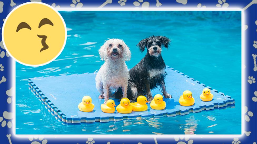 two dogs on a float in a swimming pool.