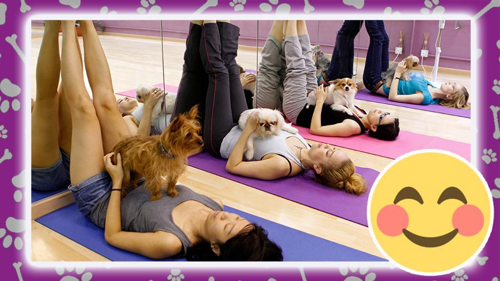 a dog yoga class.