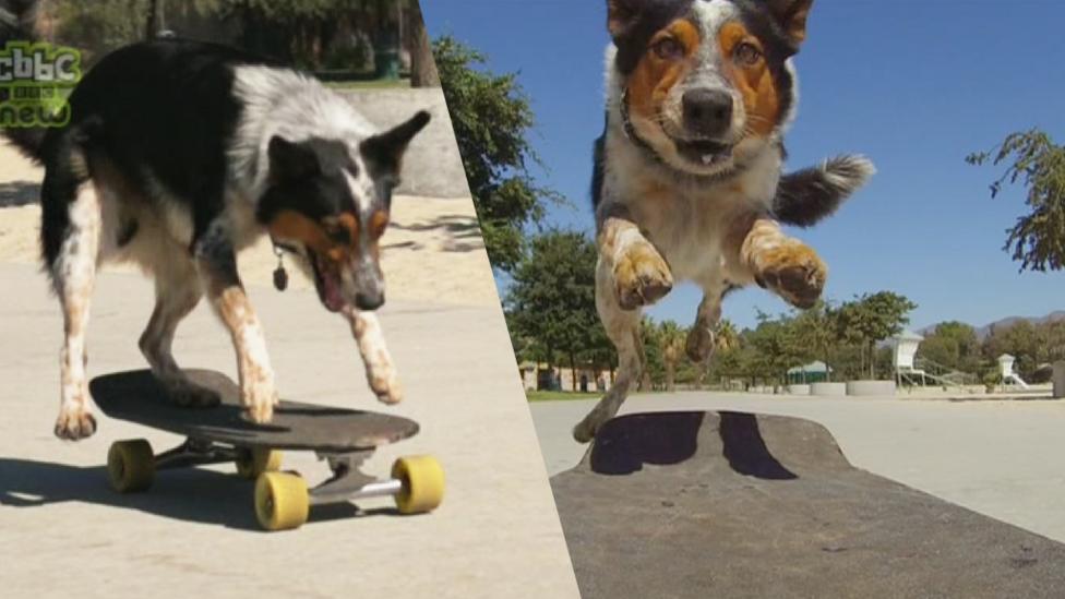 A dog on a skateboard.