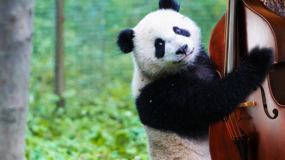 A panda playing a Double Bass.