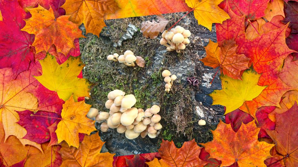 Autumnal photos sent in by the CBBC audience.