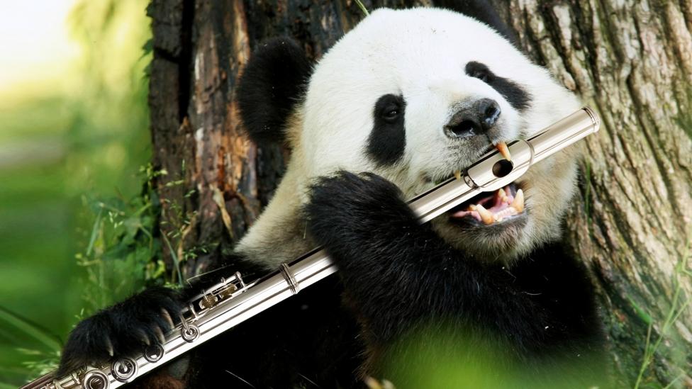 A panda playing a Flute.