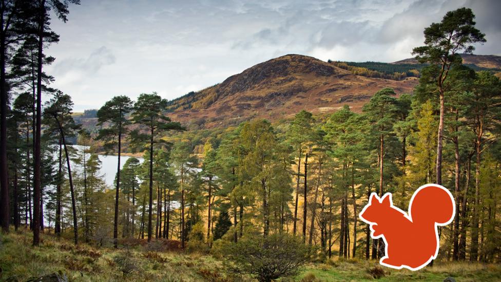 A lush green and brown foliage, showing a formidable looking munroe against a grey sky, with an orange red squirrel outline beneath the trees.