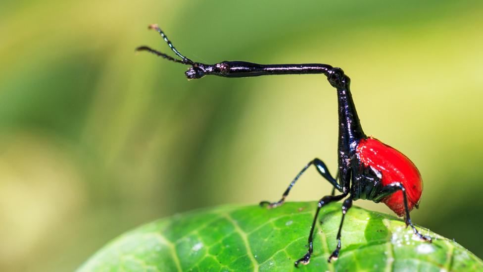 Giraffe weevil