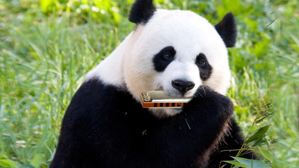 A panda with a harmonica.
