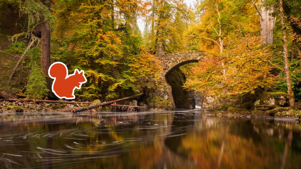 Autumnal orange and yellow leaves, showing a bridge in ruins over a swiftly running river, plus an orange red squirrel outline on the right bank.