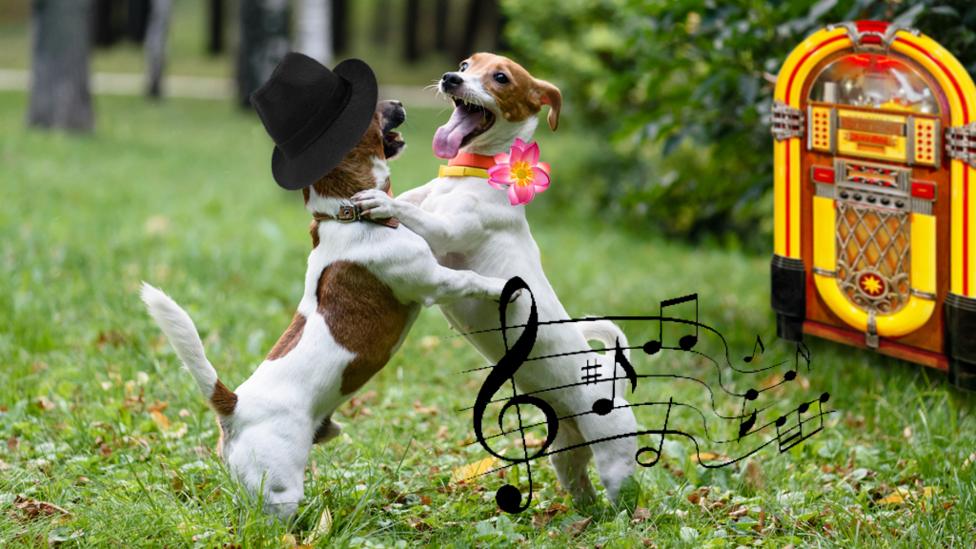 Strictly Dancing Animals