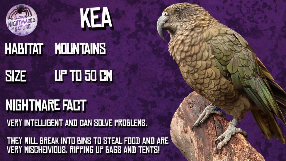 Fact sheet about the Kea. Habitat: Mountains. Size: Up to 50cm. Nightmare Fact: Very intelligent and can solve problems. They will break into bins to steal food and are very mischeivious, ripping up bags and tents! A large green parrot with a hooked beak sits on a log (Kea).