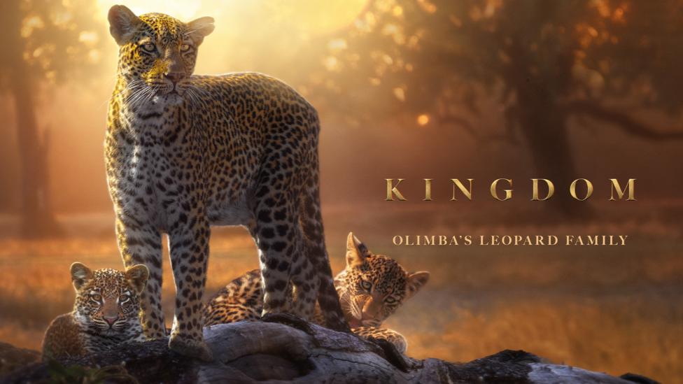 The leopards of Kingdom.