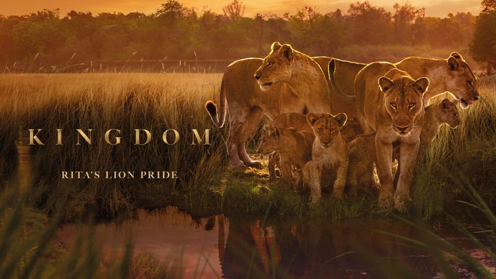 The lions of Kingdom.