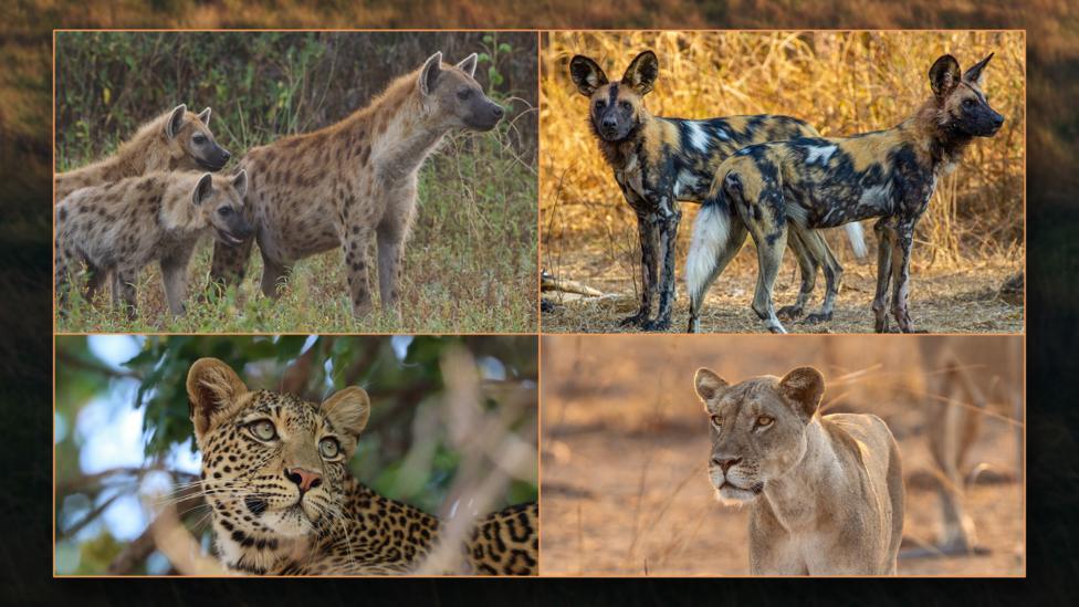 The four animal families of Kingdom.