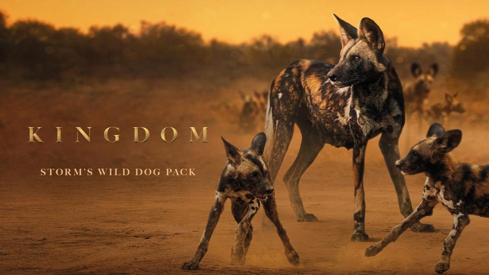 The wilddogs of Kingdom.