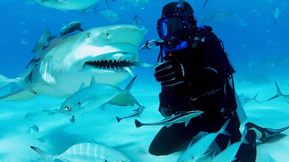 Lemon shark next to diver with surrounding fish.
