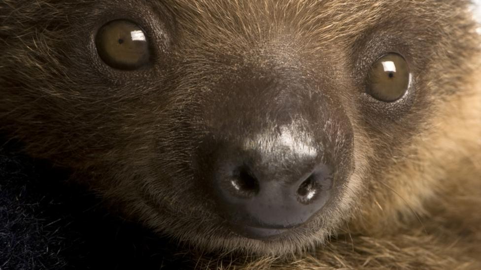 Close-up of a happy sloth's face