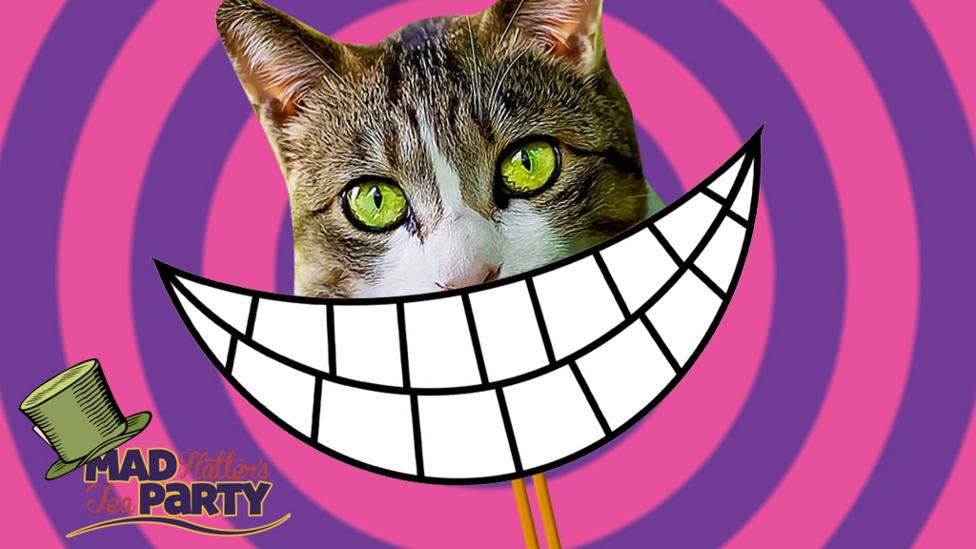 A cat with a big smile.