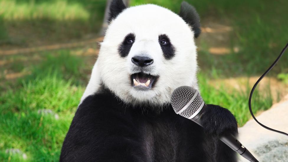 Panda with a microphone.
