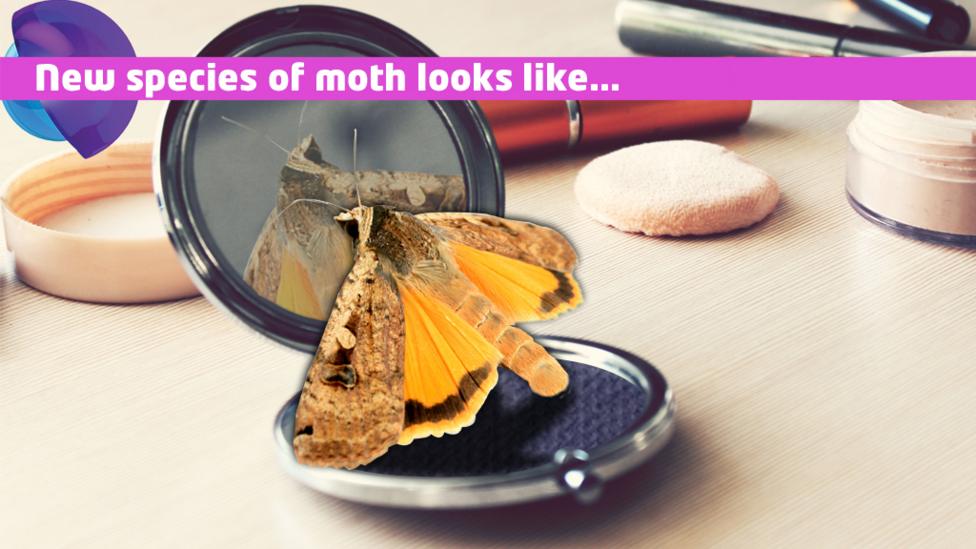 A moth looking in to a mirror.