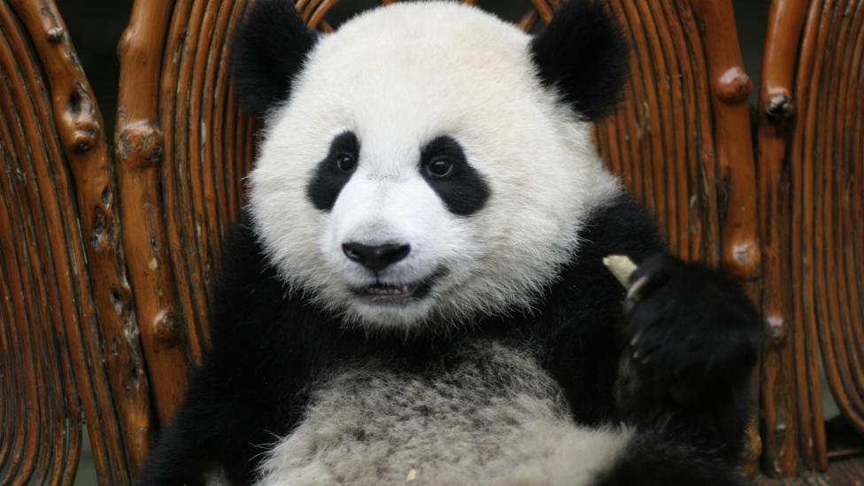 A panda eating.