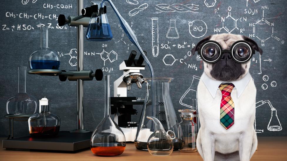 If teachers were animals...