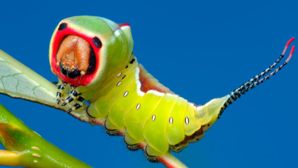 Puss moth caterpillar