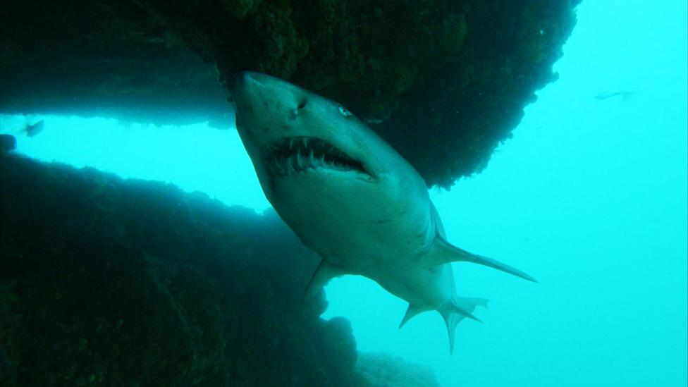 Ragged tooth shark swimming next to a rock formation underwater.