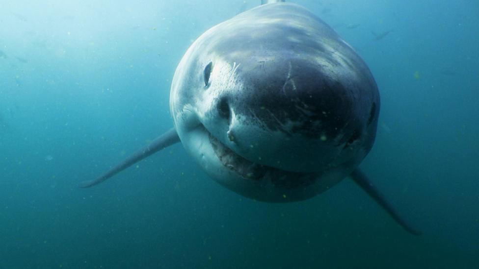 A great white shark.