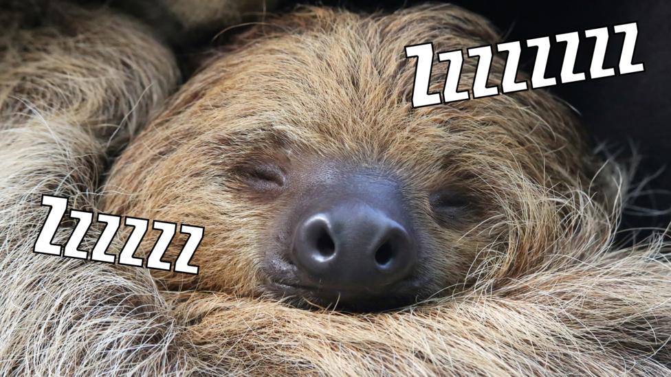 A sloth asleep.