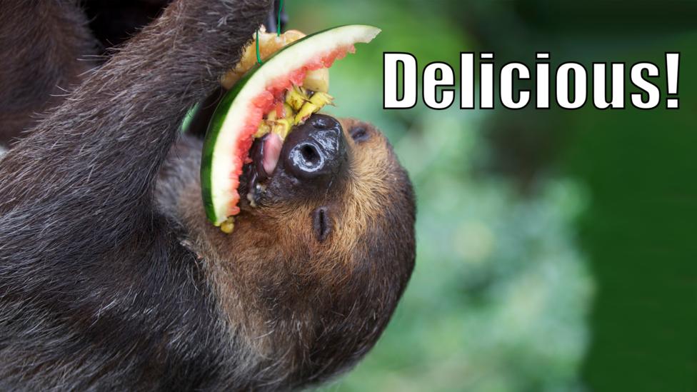 A sloth eating a slice of melon.