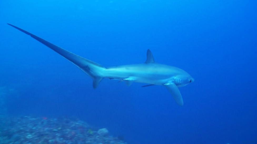 Thresher shark swimming away.