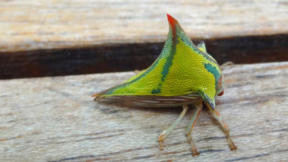 Treehopper